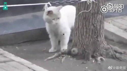 最新老鼠爆料新闻视频下载