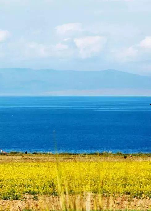 青海湖旅游爆料最新消息,探秘高原明珠的蜕变之旅