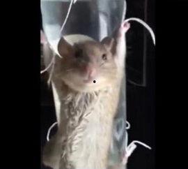 最新老鼠爆料新闻视频播放,揭秘娱乐圈惊人内幕