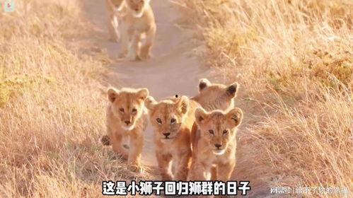 小狮子最新爆料,揭秘娱乐圈最新动态