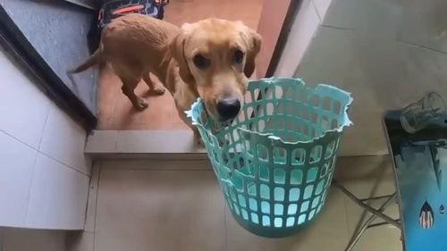 大狗最新爆料新闻视频大全,揭秘热门新闻视频大全背后的真相